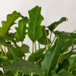 Philodendron Xanadu Im Korb Gaby Natur, Topf-Ø 21 Cm, Höhe Ca. 30-50 Cm -Madison Verkäufe 0220180137 Philoderndron Xanandu im Dekokorb Gaby T21 WS 3