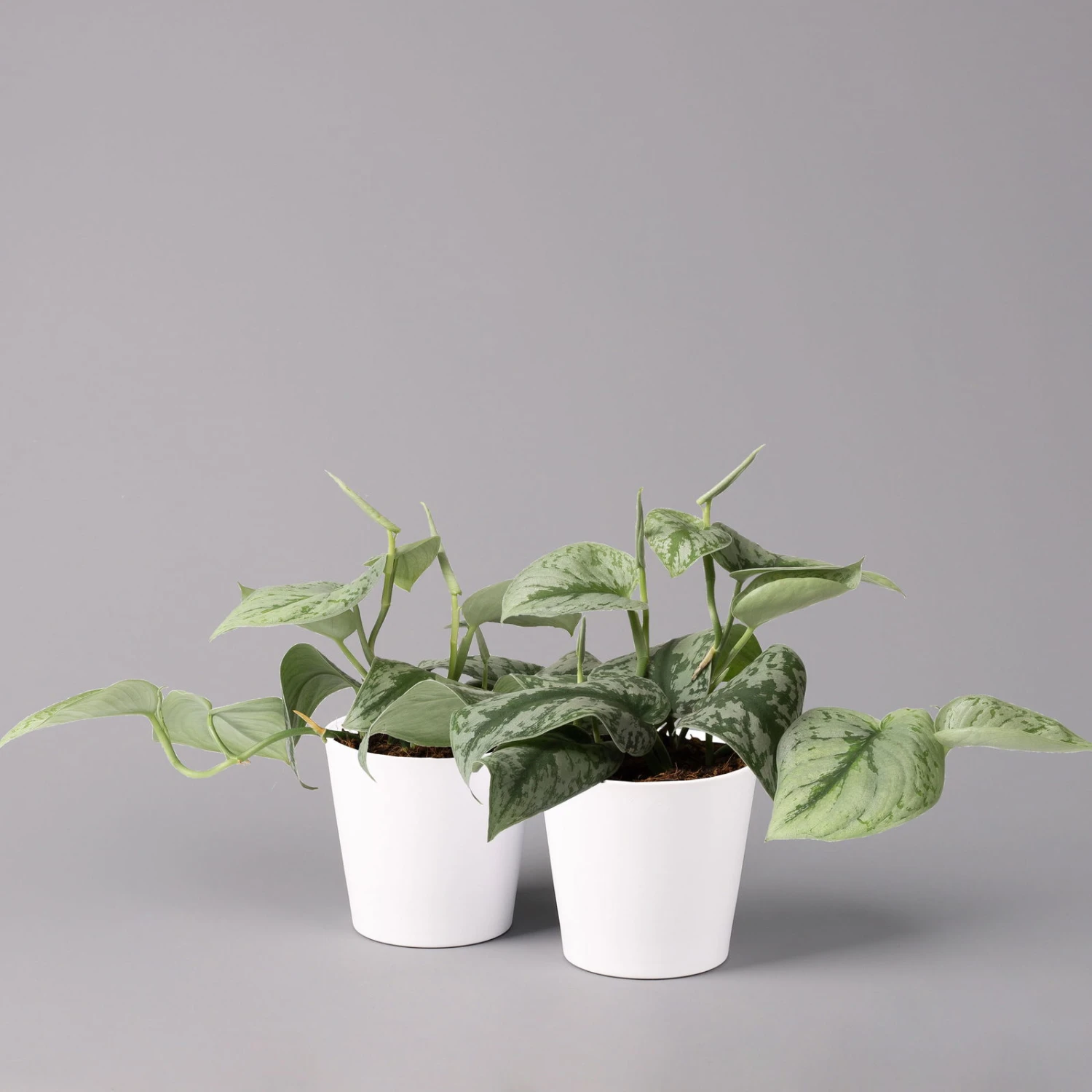 Scindapsus Pictus 'Trebie' In Keramiktopf Dallas Weiß, Topf-Ø 12 Cm 3 Scindapsus Pictus 'Trebie' In Keramiktopf Dallas Weiß, Topf-Ø 12 Cm