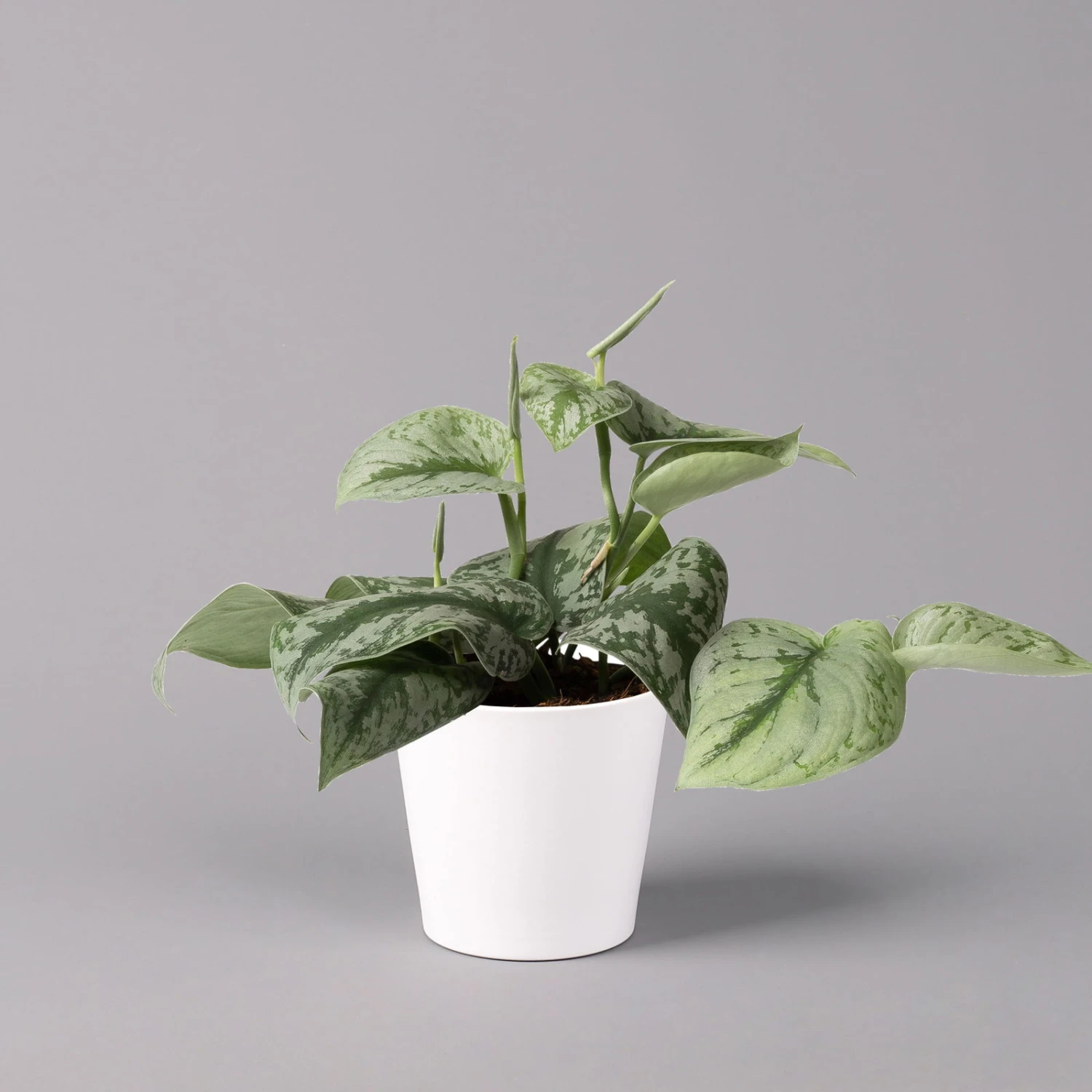 Scindapsus Pictus 'Trebie' In Keramiktopf Dallas Weiß, Topf-Ø 12 Cm 4 Scindapsus Pictus 'Trebie' In Keramiktopf Dallas Weiß, Topf-Ø 12 Cm – Bild 2