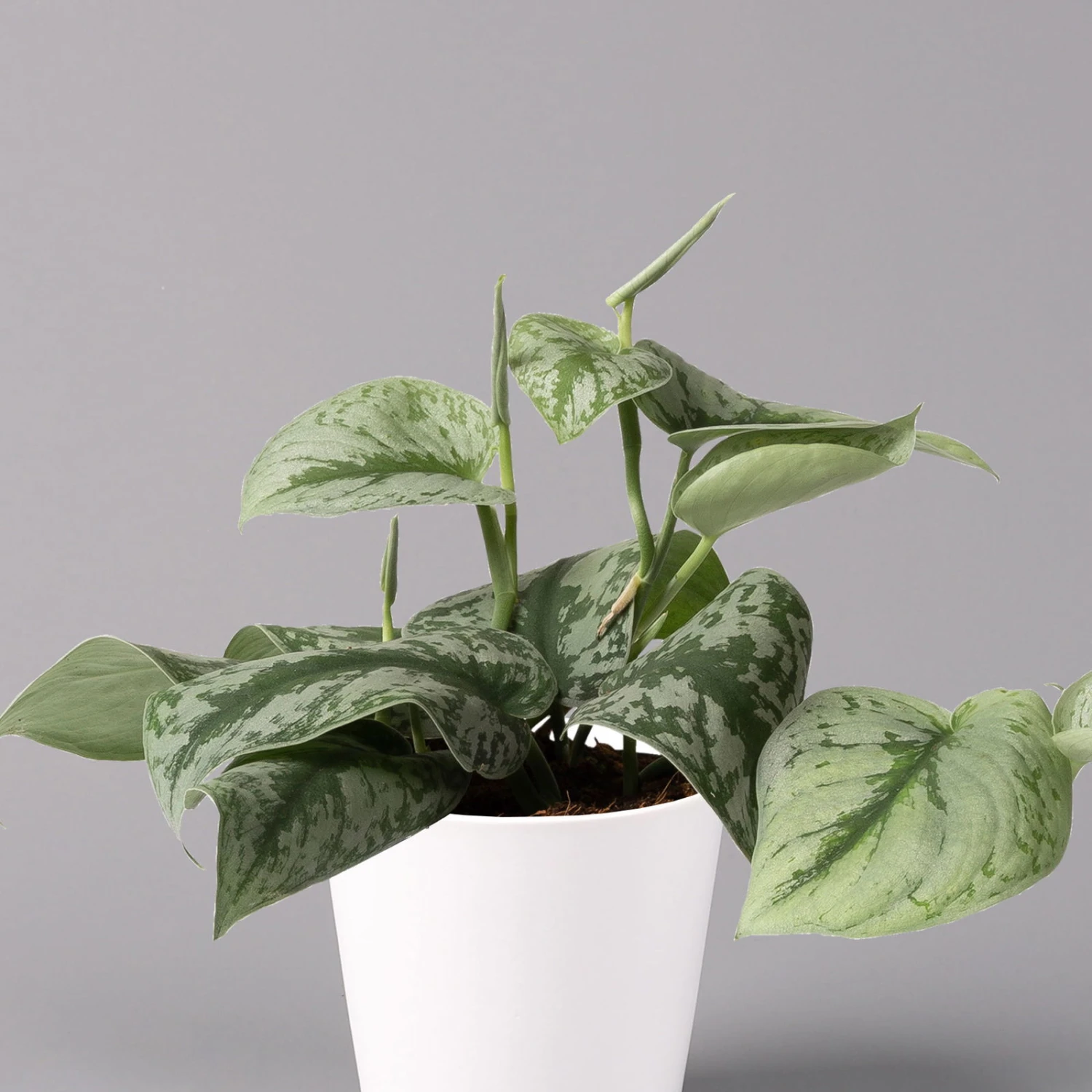 Scindapsus Pictus 'Trebie' In Keramiktopf Dallas Weiß, Topf-Ø 12 Cm 5 Scindapsus Pictus 'Trebie' In Keramiktopf Dallas Weiß, Topf-Ø 12 Cm – Bild 3