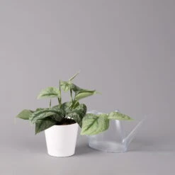 Scindapsus Pictus 'Trebie' In Keramiktopf Dallas Weiß, Topf-Ø 12 Cm 13 Scindapsus Pictus 'Trebie' In Keramiktopf Dallas Weiß, Topf-Ø 12 Cm -Madison Verkäufe 0220180202 Scindapsus pictus Trebie mit Dallas weiss 12cm WS 3