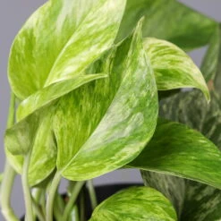 Efeutute 'Marble Queen' Inkl. Übertopf Vibes Weiß, Topf-Ø 12 Cm, Höhe Ca. 15 Cm -Madison Verkäufe 0220180206 Epipr Marble Queen Topf Dallas anthrazit 43