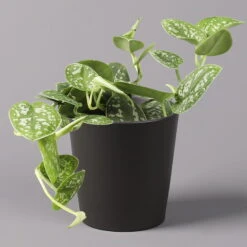 Gefleckte Efeutute 'Argyraeus, In Keramiktopf Anthrazit, Topf-Ø 12 Cm, 3er-Set -Madison Verkäufe 0220180211 Scind pict Argyraeus Topf Dallas anthrazit 1