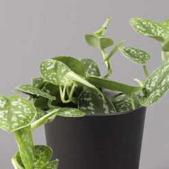 Gefleckte Efeutute 'Argyraeus, In Keramiktopf Anthrazit, Topf-Ø 12 Cm, 3er-Set -Madison Verkäufe 0220180211 Scind pict Argyraeus Topf Dallas anthrazit 2