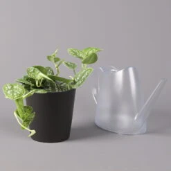 Gefleckte Efeutute 'Argyraeus, In Keramiktopf Anthrazit, Topf-Ø 12 Cm, 3er-Set -Madison Verkäufe 0220180211 Scind pict Argyraeus Topf Dallas anthrazit 3