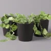 Gefleckte Efeutute 'Argyraeus, In Keramiktopf Anthrazit, Topf-Ø 12 Cm, 3er-Set 1 Gefleckte Efeutute 'Argyraeus, In Keramiktopf Anthrazit, Topf-Ø 12 Cm, 3er-Set -Madison Verkäufe 0220180211 Scind pict Argyraeus Topf Dallas anthrazit 3er Set