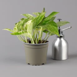 Efeutute 'Marble Queen' Inkl. Übertopf Vibes Rosa, Topf-Ø 12 Cm, Höhe Ca. 15 Cm -Madison Verkäufe 0220180373 0220180374 0220180375 0220180376 Epipremnum Marble queen 125502 1