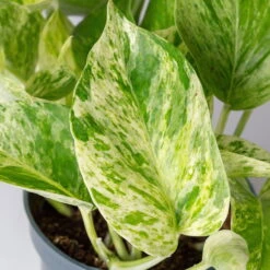 Efeutute 'Marble Queen' Inkl. Übertopf Vibes Weiß, Topf-Ø 12 Cm, Höhe Ca. 15 Cm -Madison Verkäufe 0220180373 0220180374 0220180375 0220180376 Epipremnum Marble queen 7 124941