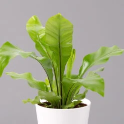 Nestfarn, Mit Keramiktopf Dallas Weiß, Topf-Ø12cm, Höhe Ca. 35 Cm, 2er-Set -Madison Verkäufe 0220190131 Asplenium nidus Dallas weiss 2