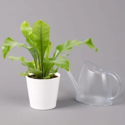 Nestfarn, Mit Keramiktopf Dallas Weiß, Topf-Ø12cm, Höhe Ca. 35 Cm, 2er-Set -Madison Verkäufe 0220190131 Asplenium nidus Dallas weiss 3