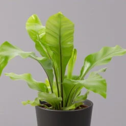 Nestfarn, Mit Keramiktopf Dallas Anthrazit, Topf-Ø12cm, Höhe Ca. 35 Cm 10 Nestfarn, Mit Keramiktopf Dallas Anthrazit, Topf-Ø12cm, Höhe Ca. 35 Cm -Madison Verkäufe 0220190133 Asplenium nidus Dallas anthrazit 2 2 108178