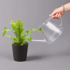 Nestfarn, Mit Keramiktopf Dallas Anthrazit, Topf-Ø12cm, Höhe Ca. 35 Cm 11 Nestfarn, Mit Keramiktopf Dallas Anthrazit, Topf-Ø12cm, Höhe Ca. 35 Cm -Madison Verkäufe 0220190133 Asplenium nidus Dallas anthrazit 3 2 108179