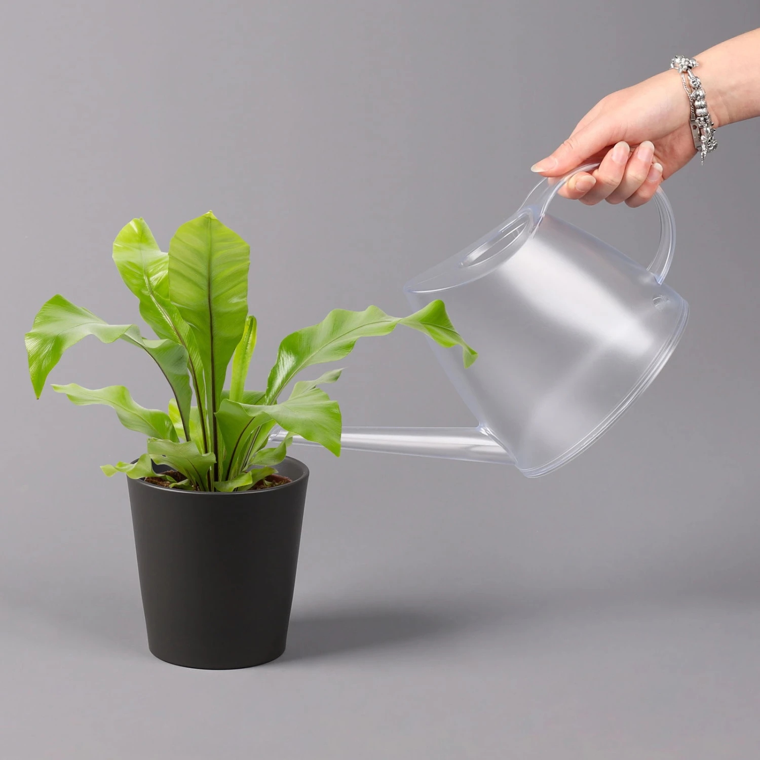 Nestfarn, Mit Keramiktopf Dallas Anthrazit, Topf-Ø12cm, Höhe Ca. 35 Cm 5 Nestfarn, Mit Keramiktopf Dallas Anthrazit, Topf-Ø12cm, Höhe Ca. 35 Cm – Bild 3