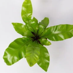 Nestfarn, Mit Keramiktopf Dallas Anthrazit, Topf-Ø12cm, Höhe Ca. 35 Cm 12 Nestfarn, Mit Keramiktopf Dallas Anthrazit, Topf-Ø12cm, Höhe Ca. 35 Cm -Madison Verkäufe 0220190133 Asplenium nidus Dallas anthrazit 4 2 108180