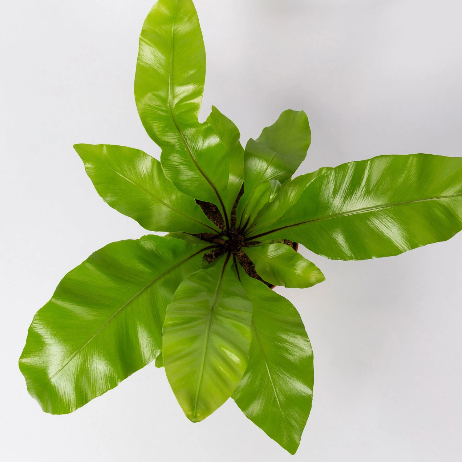 Nestfarn, Mit Keramiktopf Dallas Anthrazit, Topf-Ø12cm, Höhe Ca. 35 Cm 6 Nestfarn, Mit Keramiktopf Dallas Anthrazit, Topf-Ø12cm, Höhe Ca. 35 Cm – Bild 4