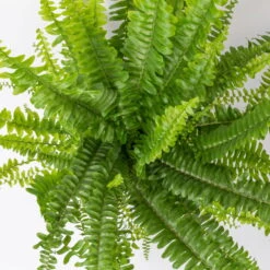 Schwertfarn 'Green Lady', Topf-Ø 12cm, Höhe Ca. 35 Cm, 3er-Set -Madison Verkäufe 0220190136 Nephrolepis exaltata Green Lady 5