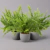 Schwertfarn 'Green Lady', Topf-Ø 12cm, Höhe Ca. 35 Cm, 3er-Set -Madison Verkäufe 0220190136 Nephrolepis exaltata Green Lady 1 107028