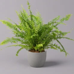 Schwertfarn 'Green Lady', Topf-Ø 12cm, Höhe Ca. 35 Cm, 3er-Set -Madison Verkäufe 0220190136 Nephrolepis exaltata Green Lady 2 107029