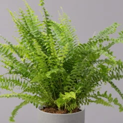 Schwertfarn 'Green Lady', Topf-Ø 12cm, Höhe Ca. 35 Cm, 3er-Set -Madison Verkäufe 0220190136 Nephrolepis exaltata Green Lady 3 107030