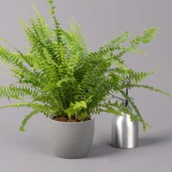 Schwertfarn 'Green Lady', Topf-Ø 12cm, Höhe Ca. 35 Cm, 3er-Set -Madison Verkäufe 0220190136 Nephrolepis exaltata Green Lady 4 107031