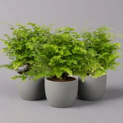 Frauenhaarfarn 'Fritz Lüthi', Topf-Ø 12 Cm, Höhe Ca. 23 Cm, 3er-Set