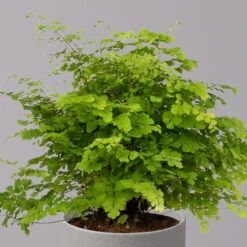 Frauenhaarfarn 'Fritz Lüthi', Topf-Ø 12 Cm, Höhe Ca. 23 Cm, 3er-Set -Madison Verkäufe 0220190144 Adiantum raddianum Fritz Luethi 12cm 3er Set 3