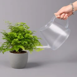 Frauenhaarfarn 'Fritz Lüthi', Topf-Ø 12 Cm, Höhe Ca. 23 Cm, 3er-Set -Madison Verkäufe 0220190144 Adiantum raddianum Fritz Luethi 12cm 3er Set 4