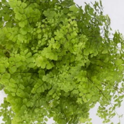 Frauenhaarfarn 'Fritz Lüthi', Topf-Ø 12 Cm, Höhe Ca. 23 Cm, 3er-Set -Madison Verkäufe 0220190144 Adiantum raddianum Fritz Luethi 3er Set 7