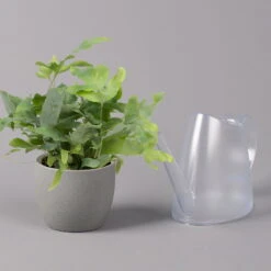 Phlebodium Aureum 'Blue Star', Topf-Ø 12 Cm, Höhe Ca. 30 Cm, 3er-Set -Madison Verkäufe 0220190146 Phlebodium aureum Blue Star 12cm 3er Set 4