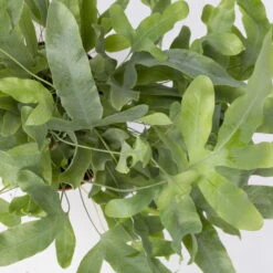 Phlebodium Aureum 'Blue Star', Topf-Ø 12 Cm, Höhe Ca. 30 Cm, 3er-Set -Madison Verkäufe 0220190146 Phlebodium aureum Blue Star 3er Set 7