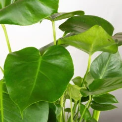 Monstera Deliciosa In Korb Gaby Natur, Topf-Ø 21 Cm, Höhe Ca. 40-60 Cm -Madison Verkäufe 0220350048 Monstera Busch im Dekokorb Gaby T21 WS 2