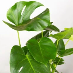 Monstera Deliciosa In Korb Gaby Natur, Topf-Ø 21 Cm, Höhe Ca. 40-60 Cm -Madison Verkäufe 0220350048 Monstera Busch im Dekokorb Gaby T21 WS 3