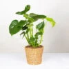 Monstera Deliciosa In Korb Gaby Natur, Topf-Ø 21 Cm, Höhe Ca. 40-60 Cm -Madison Verkäufe 0220350048 Monstera Busch im Dekokorb Gaby T21 WS 8 120942