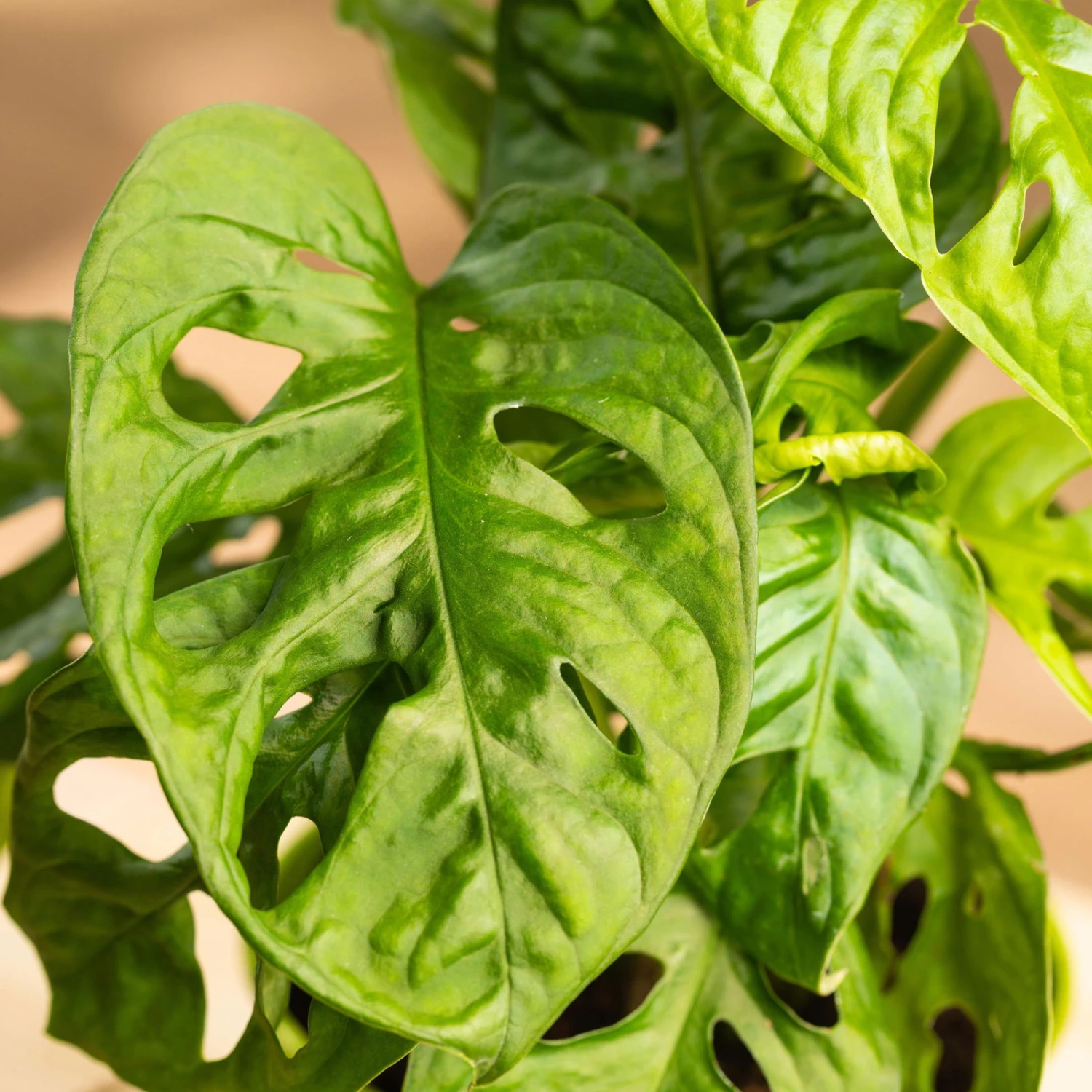 Monstera Adansonii In Übertopf Vibes Blau, Topf-Ø 12 Cm, Höhe Ca. 25 Cm 4 Monstera Adansonii In Übertopf Vibes Blau, Topf-Ø 12 Cm, Höhe Ca. 25 Cm – Bild 2