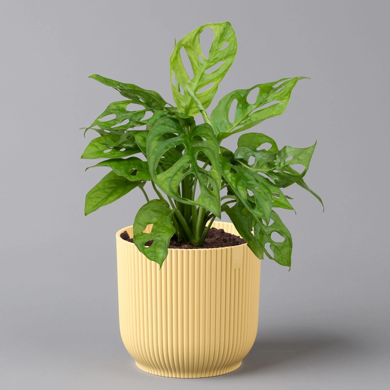 Monstera Adansonii In Übertopf Vibes Gelb, Topf-Ø 12 Cm, Höhe Ca. 25 Cm 3 Monstera Adansonii In Übertopf Vibes Gelb, Topf-Ø 12 Cm, Höhe Ca. 25 Cm