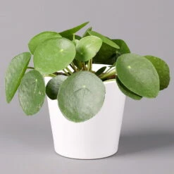 Pilea Peperomioides In Topf Dallas Weiß, Topf-Ø 12 Cm, Höhe Ca. 20 Cm, 3er-Set -Madison Verkäufe 0220450140 Pilea peperomioides Dallas weiss 1