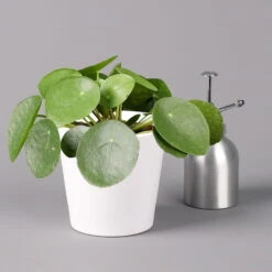 Pilea Peperomioides In Topf Dallas Weiß, Topf-Ø 12 Cm, Höhe Ca. 20 Cm, 3er-Set -Madison Verkäufe 0220450140 Pilea peperomioides Dallas weiss 3