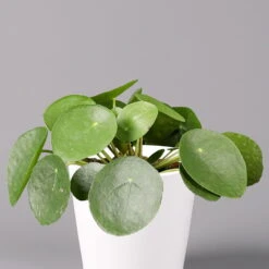 Pilea Peperomioides In Topf Dallas Weiß, Topf-Ø 12 Cm, Höhe Ca. 20 Cm, 2er-Set -Madison Verkäufe 0220450176 Pilea peperomioides Dallas weiss 2