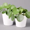 Pilea Peperomioides In Topf Dallas Weiß, Topf-Ø 12 Cm, Höhe Ca. 20 Cm, 2er-Set -Madison Verkäufe 0220450176 Pilea peperomioides Dallas weiss 2er Set2