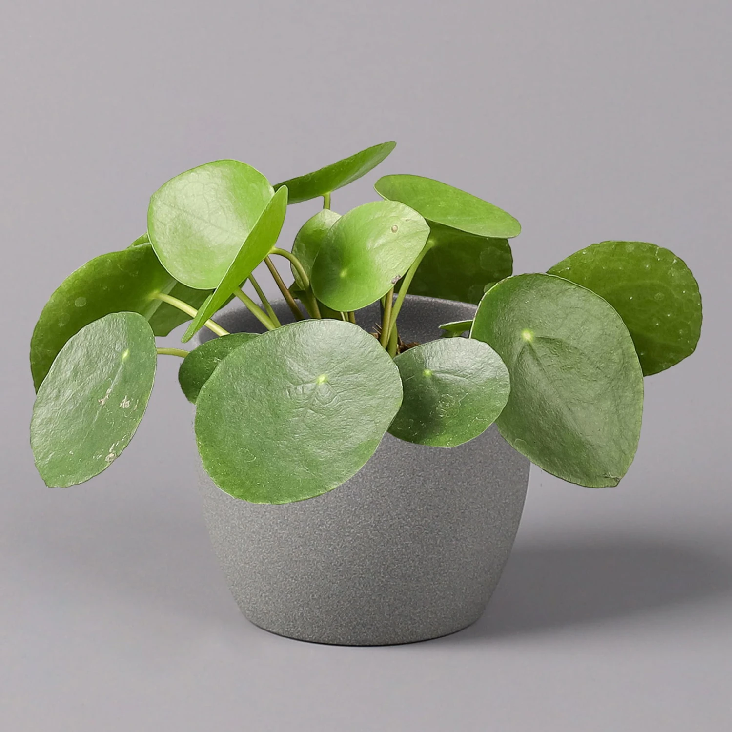 Pilea Peperomioides, Topf-Ø 12 Cm, Höhe Ca. 20 Cm 3 Pilea Peperomioides, Topf-Ø 12 Cm, Höhe Ca. 20 Cm