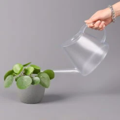 Pilea Peperomioides, Topf-Ø 12 Cm, Höhe Ca. 20 Cm 10 Pilea Peperomioides, Topf-Ø 12 Cm, Höhe Ca. 20 Cm -Madison Verkäufe 0220450178 Pilea peperomoides T12 32