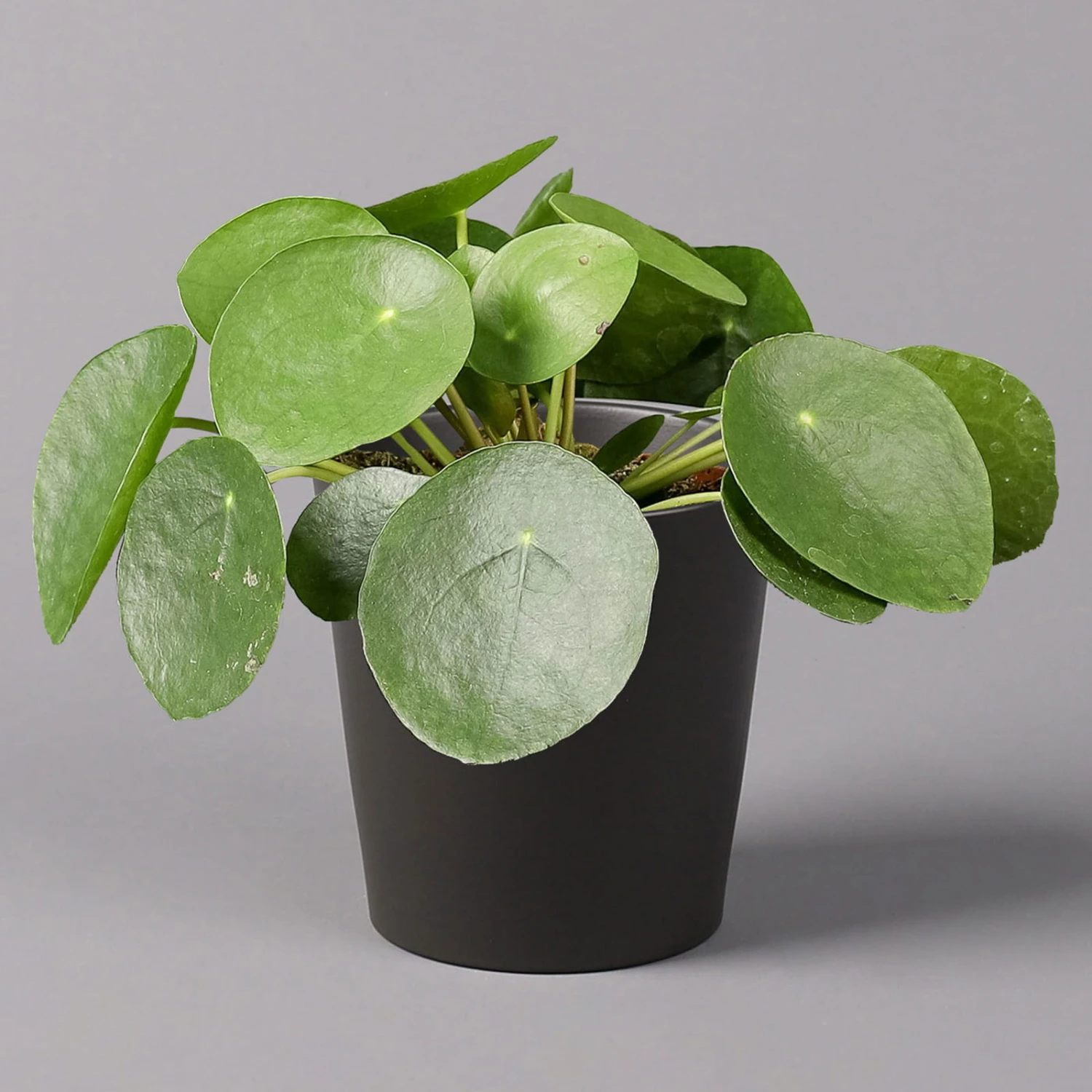 Pilea Peperomioides In Topf Anthrazit, Topf-Ø 12 Cm, H: Ca. 20 Cm, 2er-Set 4 Pilea Peperomioides In Topf Anthrazit, Topf-Ø 12 Cm, H: Ca. 20 Cm, 2er-Set – Bild 2