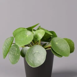 Pilea Peperomioides In Topf Anthrazit, Topf-Ø 12 Cm, H: Ca. 20 Cm, 2er-Set 12 Pilea Peperomioides In Topf Anthrazit, Topf-Ø 12 Cm, H: Ca. 20 Cm, 2er-Set -Madison Verkäufe 0220450181 Pilea peperomioides Dallas anthrazit 2