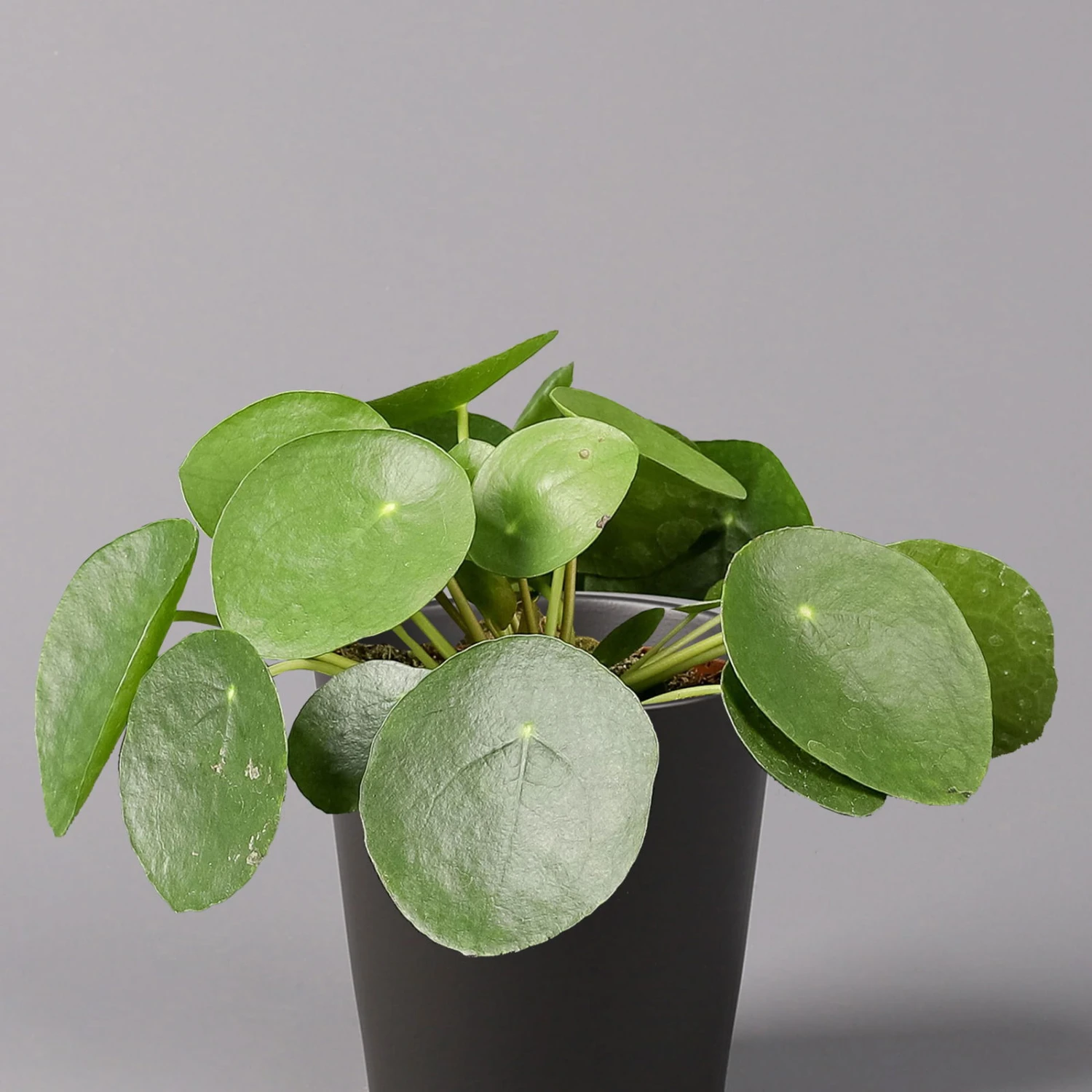 Pilea Peperomioides In Topf Anthrazit, Topf-Ø 12 Cm, H: Ca. 20 Cm, 2er-Set 5 Pilea Peperomioides In Topf Anthrazit, Topf-Ø 12 Cm, H: Ca. 20 Cm, 2er-Set – Bild 3