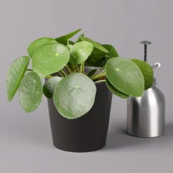 Pilea Peperomioides In Topf Anthrazit, Topf-Ø 12 Cm, H: Ca. 20 Cm, 2er-Set 13 Pilea Peperomioides In Topf Anthrazit, Topf-Ø 12 Cm, H: Ca. 20 Cm, 2er-Set -Madison Verkäufe 0220450181 Pilea peperomioides Dallas anthrazit 3