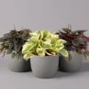 Peperomia, Verschiedene Arten Nach Verfügbarkeit, Topf-Ø 12 Cm, Höhe Ca. 20 Cm -Madison Verkäufe 0220450196 Peperomia Mix 12cm 3er Set 1