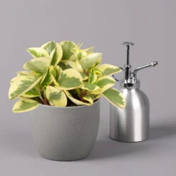 Peperomia, Verschiedene Arten Nach Verfügbarkeit, Topf-Ø 12 Cm, Höhe Ca. 20 Cm -Madison Verkäufe 0220450196 Peperomia Mix 12cm 3er Set 3