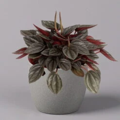 Peperomia, Verschiedene Arten Nach Verfügbarkeit, Topf-Ø 12 Cm, Höhe Ca. 20 Cm -Madison Verkäufe 0220450196 Peperomia Mix 12cm 3er Set 4