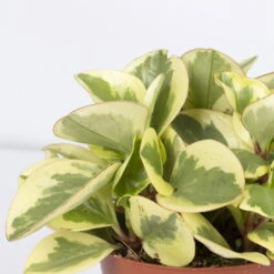 Peperomia, Verschiedene Arten Nach Verfügbarkeit, Topf-Ø 12 Cm, Höhe Ca. 20 Cm -Madison Verkäufe 0220450196 Peperomia Mix 3er Set 2