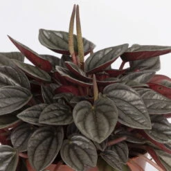 Peperomia, Verschiedene Arten Nach Verfügbarkeit, Topf-Ø 12 Cm, Höhe Ca. 20 Cm -Madison Verkäufe 0220450196 Peperomia Mix 3er Set 4